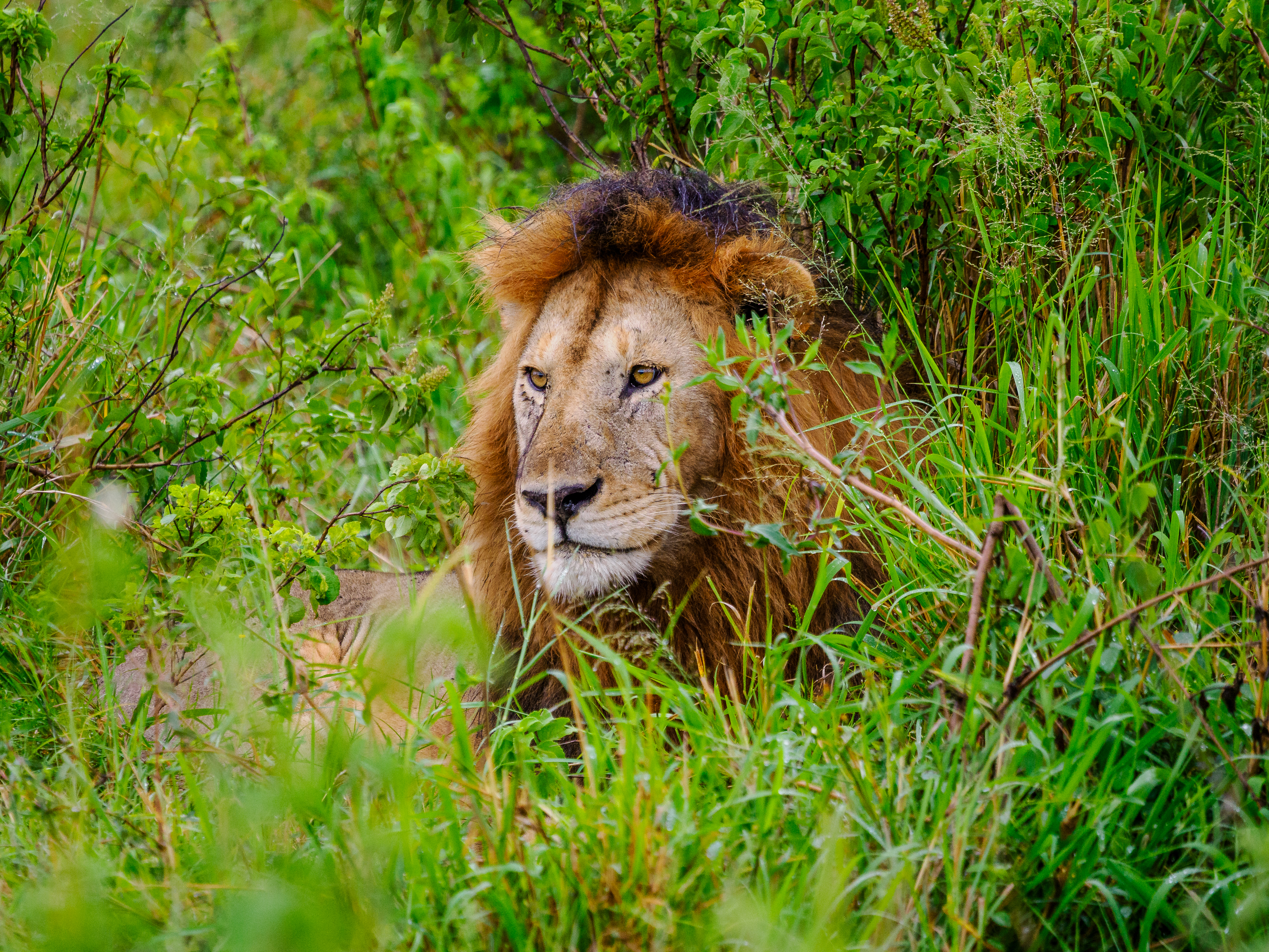 East Africa savanna and natural wilderness